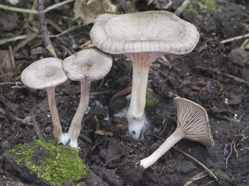 Entoloma undatum